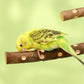 Natural Wood Bird Perch Stand