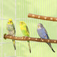 Natural Wood Bird Perch Stand